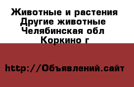 Животные и растения Другие животные. Челябинская обл.,Коркино г.